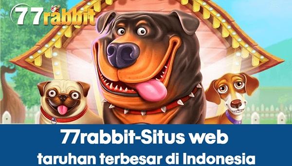 77 rabbit apk